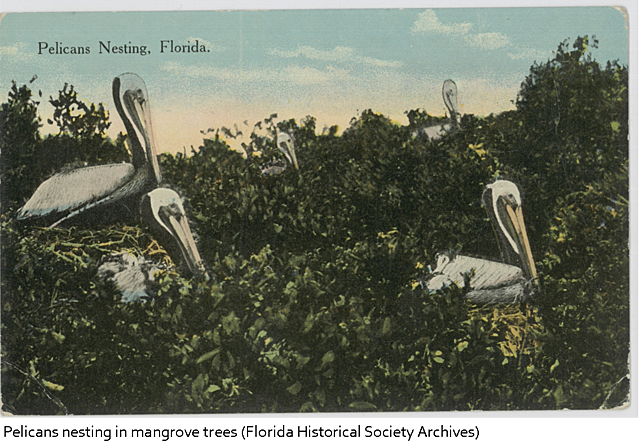 Pelican Island, Florida named first national wildlife refuge