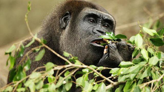 Secuencia completamente el genoma del chimpancé