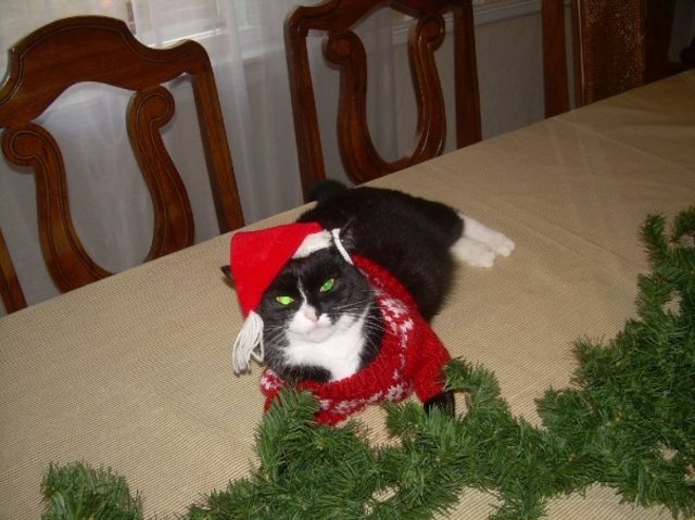 Bought My First Kitten!