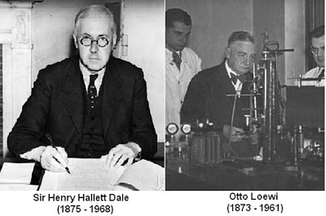 Henry Hallet Dale y Otto Loewi descubrieron los neurotransmisores