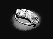 novembre 1944 Il risveglio in carcere di Toda in carcere