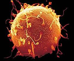 Creación de óvulos.