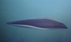 Surgimiento primer cerebro.