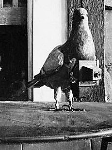 Palomas de guerra (primera guerra mundial)