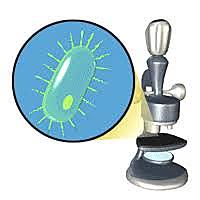 ESTUDIOS BACTERIOLOGICOS