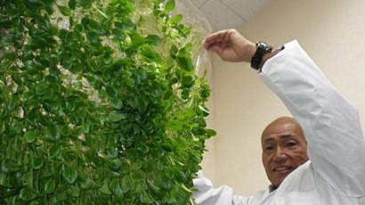 japón revoluciona la agricultura