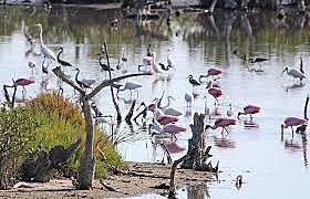 Pelican Island, Florida
