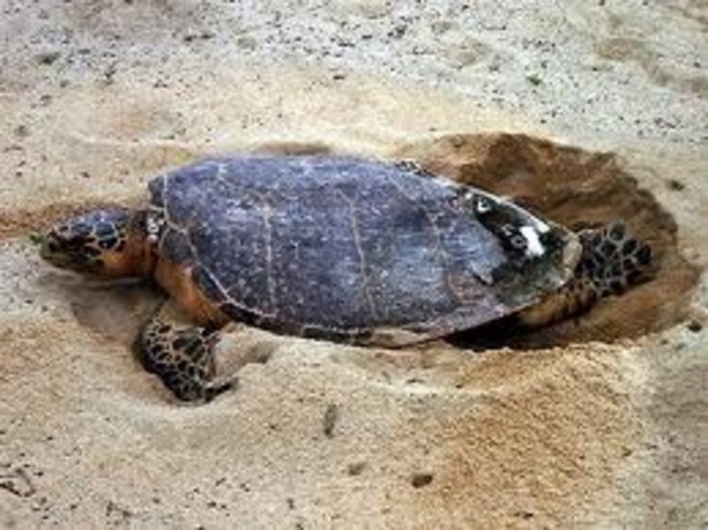 Mother sea turtle lays her eggs on a sand beach