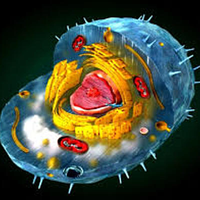 Timeline: Historia de la Célula