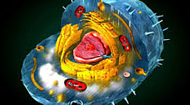 Timeline: Historia de la Célula