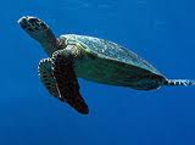 The "Lost Years" at open sea have ended.