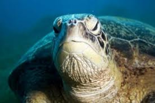 Our old sea turtle closes her eyes for the last time