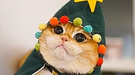 Timeline: La socidad mexicana