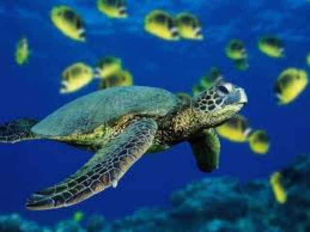 Our turtle spends his time in coastal waters