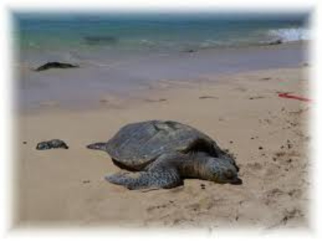 The sea turtle returns to the same beach she was born to lay eggs