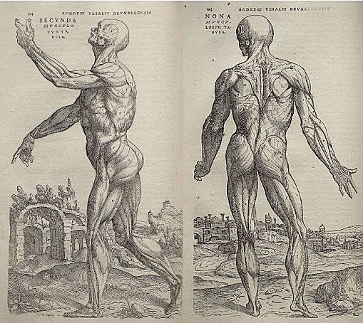 Anatomía humana