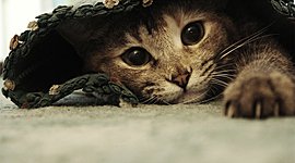 Timeline: LINEA DE VIDA SERGIO (INVENTADO)