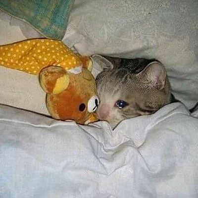 Timeline: pablo timeline :D