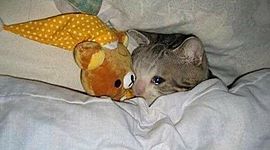 Timeline: pablo timeline :D