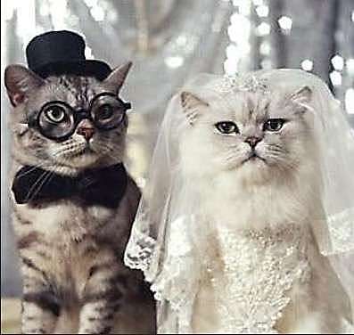 CASAMIENTO DE MIS GATOS