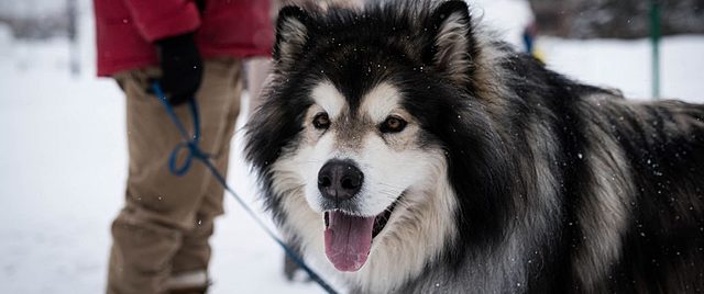 Muerte de mi perro samy :(