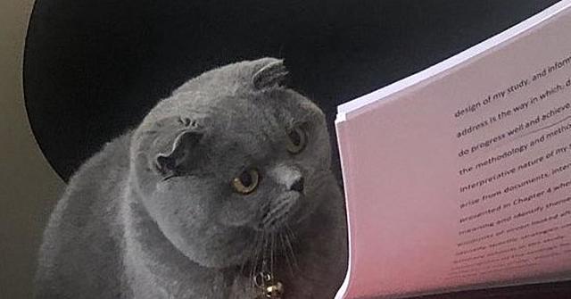 OPOSICIÓN DE MI GATO