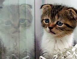 DEPRESIÓN DE MI GATO POR SUSPENDER LA OPOSICIÓN