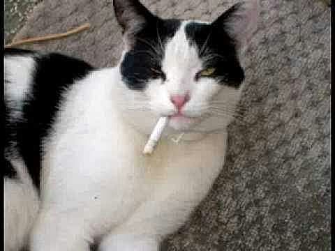 MI GATO EMPIEZA A FUMAR :(