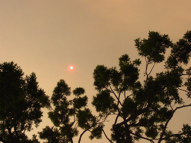 A lazy, HAZY day at the zoo!