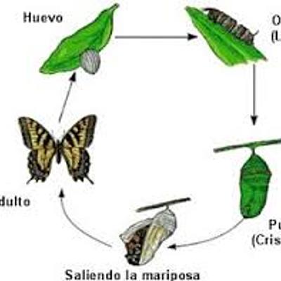 Timeline: evolución de la mariposa