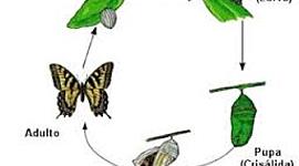 Timeline: evolución de la mariposa