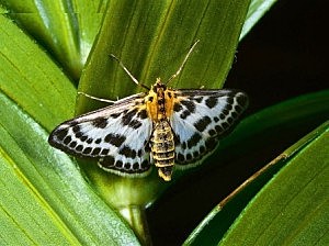 cuarta evolución de la mariposa