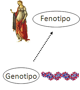Genotipo y fenotipo