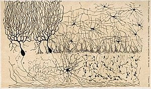 Camillo Golgi. Teoría reticular