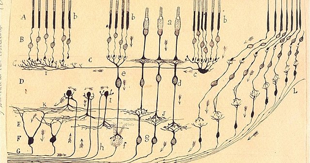 Santiago Ramón y Cajal. Teoría neuronal.