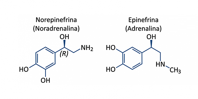 Adrenalina y la noradrenalina