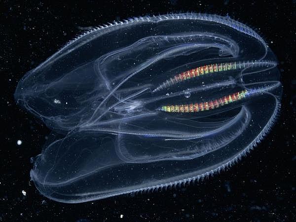 Surgimiento del Sistema Nervioso