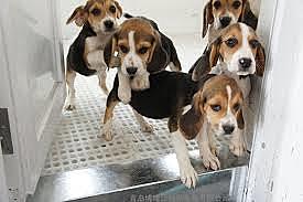 Getting the Materials