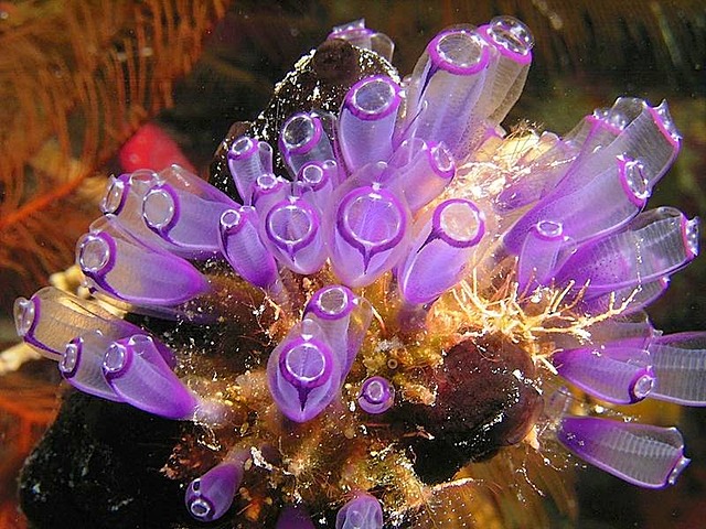 Primer Agrupacion Neuronal