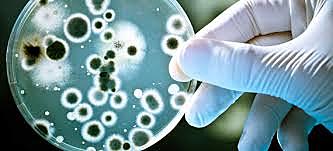 BATALLA CON BACTERIAS