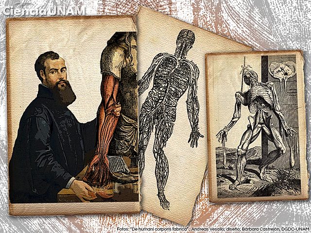 Andrés Vesalio 1511-1564