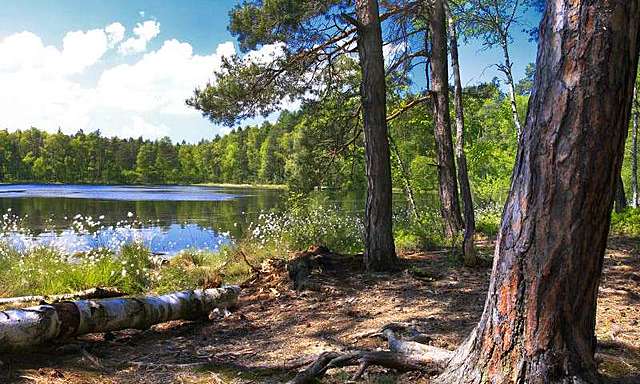 Beginning of deforestation