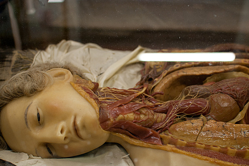 Estudio cuerpo humano