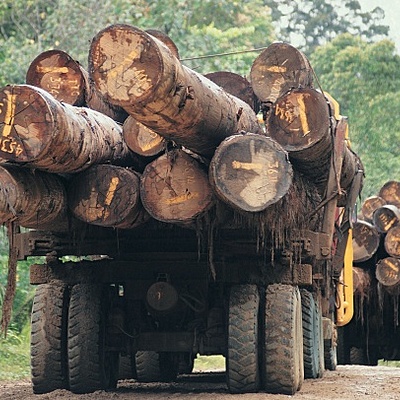 Timeline: Deforestation