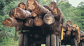 Timeline: Deforestation