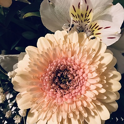 Timeline: Csillagvirág