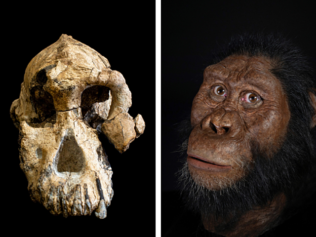 Australopithecus anamensis