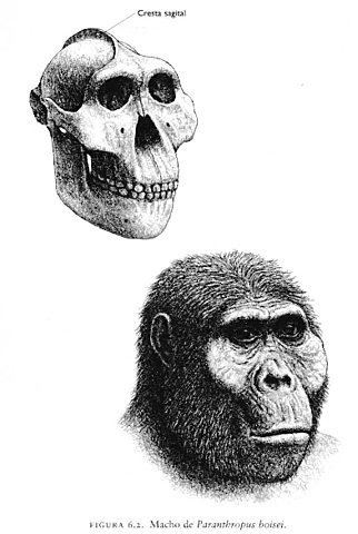 Paranthropus