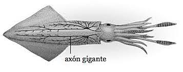 Alan Lloyd Hodgkin y Andrew Fielding Huxley