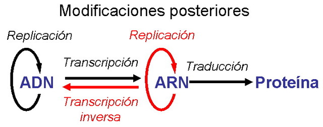 Reformulació del Dogma de Biologia Molecular
